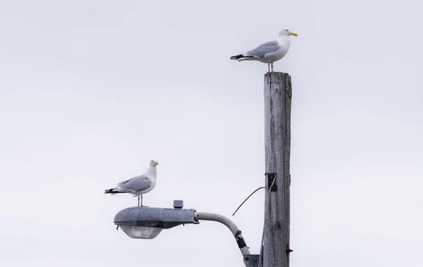 Ein paar Möwen (larus occidentalis) sitzen auf einer Straßenlaterne in grand bank, neufundland, atlantisches kanada. — Stockfoto