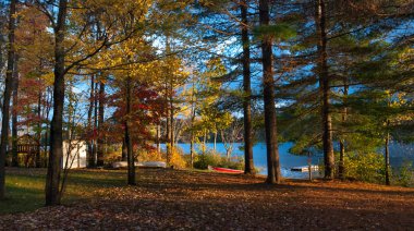 Geç yaz ormanda günbatımı renk.
