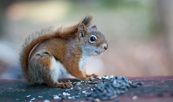 Pequeno esquilo vermelho vem visitar e tomar café da manhã sementes . — Fotografia de Stock