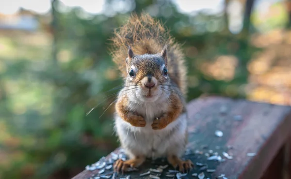 Petit écureuil rouge vient visiter et prendre le petit déjeuner de graines . — Photo