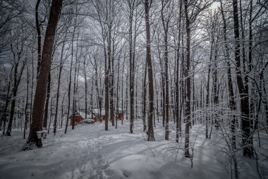 Maple sugar shack in the winter woods.  Maple sap buckets on trees in an urban winter woods.