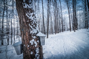 Maple syrup buckets on trees in an urban wooded sap gathering forest just after freshly fallen snow.