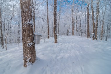 Maple sap buckets on trees in an urban winter woods.