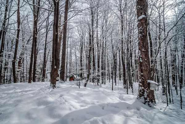 Nella foresta d'acero .. — Foto Stock