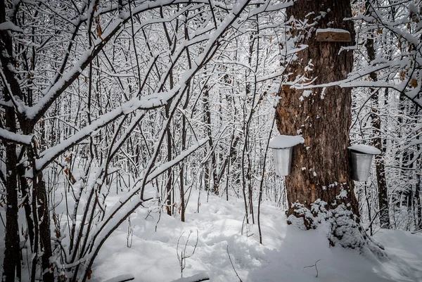 Into the Maple forest.. — Stock Photo, Image