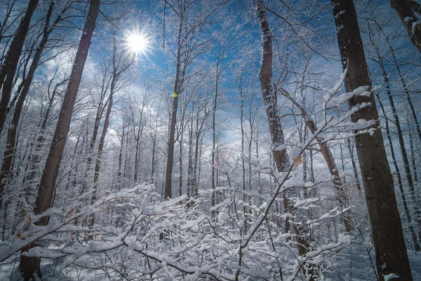 Vinter i skogen lönn.. — Stockfoto