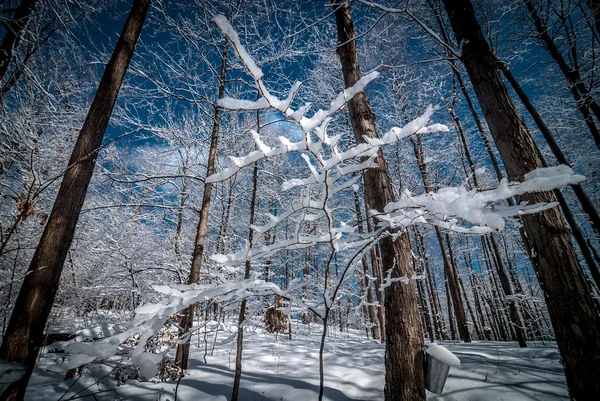 Het bos in Maple.. — Stockfoto