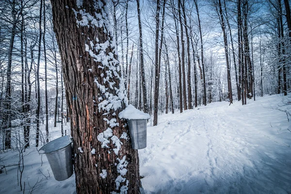 Maple syrup buckets on trees in an urban wooded sap gathering forest just after freshly fallen snow. — Stock Photo, Image