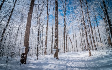 Maple syrup collection buckets for a sugar shack in the Maple wooded winter forest.