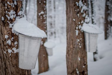 Maple syrup collection buckets for a sugar shack in the Maple wooded winter forest.