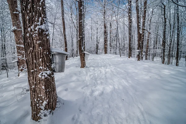 Maple sap buckets on trees in an urban winter woods. — Stok fotoğraf