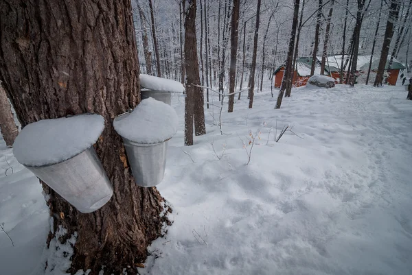 Maple syrup collection buckets for a sugar shack in the Maple wooded