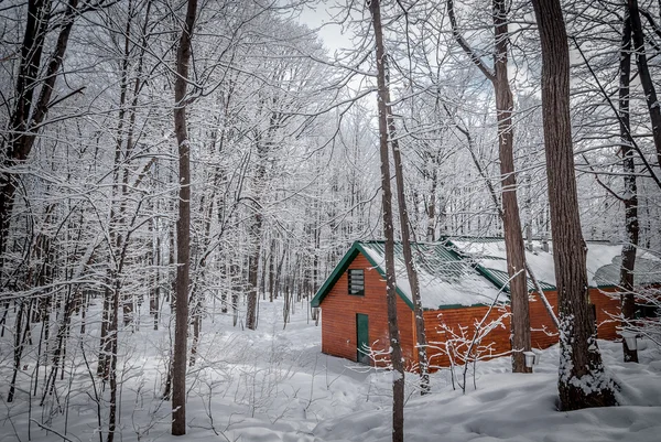 Maple syrup sugar shack in the Maple wooded winter forest.