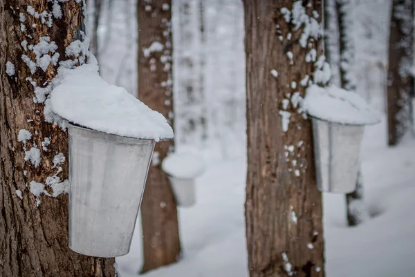 Baldes de coleta de xarope de bordo para uma barraca de açúcar na floresta de inverno arborizada de bordo . — Fotografia de Stock