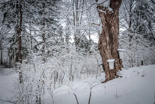 Cubos de recolección de jarabe de arce para una choza de azúcar en el bosque arce arbolado de invierno . — Foto de Stock