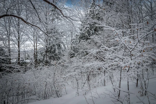 I skogen lönn.. — Stockfoto