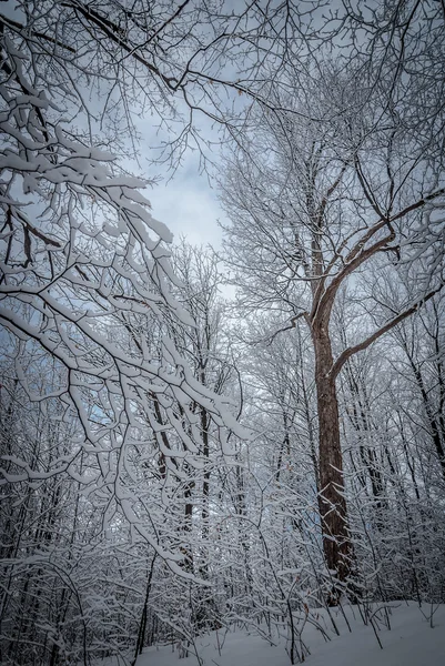 Het bos in Maple.. — Stockfoto