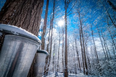 Maple woods in March, getting ready to collect sap.  Maple syrup collection buckets for a sugar shack in the Maple wooded winter forest.