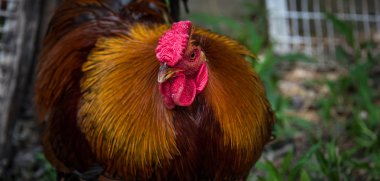 -Rhode Island Red rooster kümesin horozu.