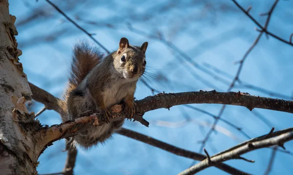 Mr. mókus, ahol él az erdőben egy kunyhó közelében. — Stock Fotó