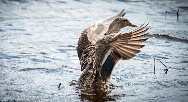 Pato de madera haciendo lo que hacen los patos - viviendo en lagos boscosos . —  Fotos de Stock