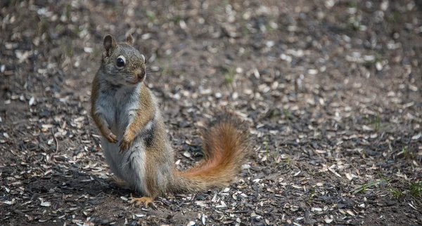 Mr. Red eekhoorn waar hij woont in het bos in de buurt van een huisje. — Stockfoto