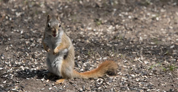 Mr. rotes Eichhörnchen, wo er im Wald in der Nähe eines Häuschens lebt. — Stockfoto