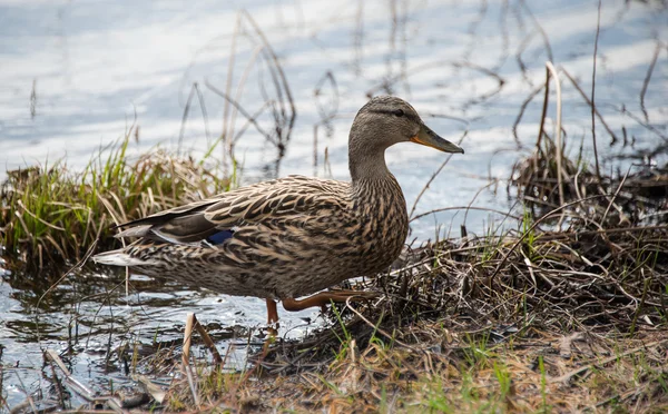 Pato de madera haciendo lo que hacen los patos - viviendo en lagos boscosos . —  Fotos de Stock