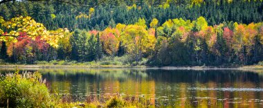 Kırsal yollar renkli sonbahar ağaçları ile kaplı.