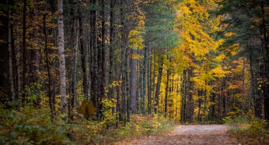 Kırsal yollar renkli sonbahar ağaçları ile kaplı.