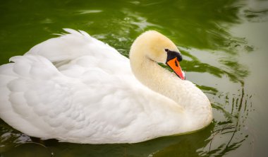 Sessiz kuğu (Cygnus rengi). UPS onun havuzda kapatın.