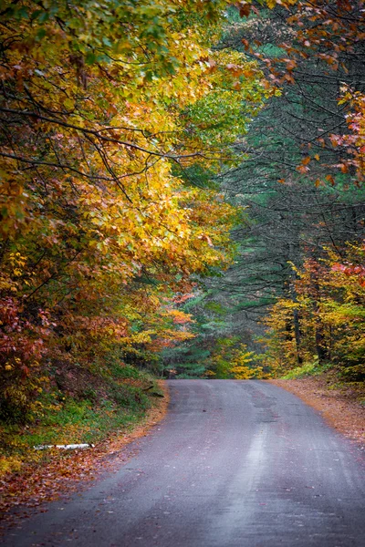 Caminos rurales bordeados de coloridos árboles otoñales . — Foto de Stock