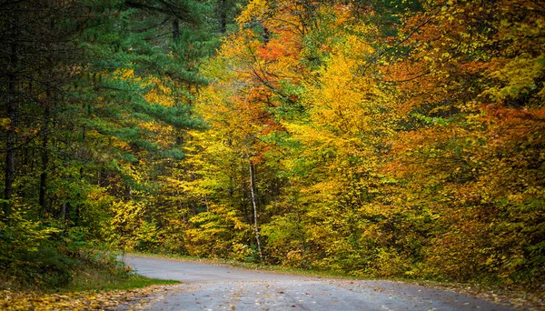 Caminos rurales bordeados de coloridos árboles otoñales . — Foto de Stock