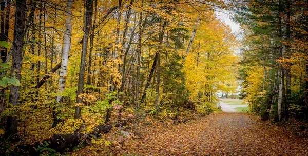 Caminos rurales bordeados de coloridos árboles otoñales . — Foto de Stock