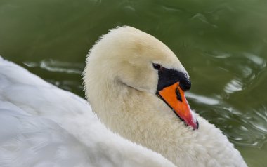 Sessiz kuğu (Cygnus rengi). UPS onun havuzda kapatın.