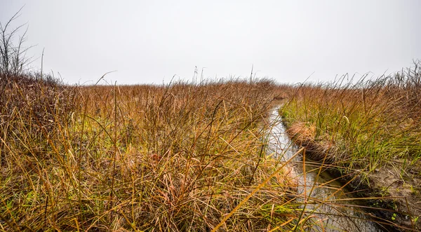 Watery grass to nowhere - thick fog on the Ottawa River. — Stock Photo, Image