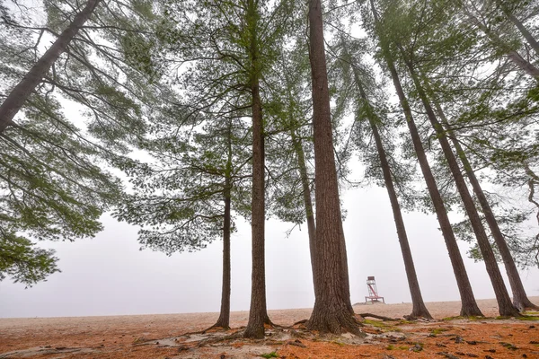 Tall pines and spruce on a foggy autum November morning surrounded in fog. — Stock Photo, Image
