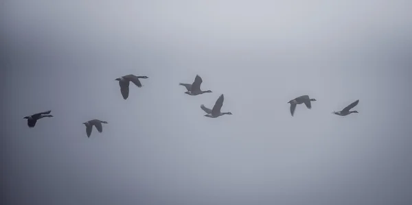 Gansos canadienses en la niebla . — Foto de Stock