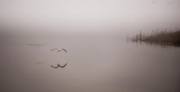 Una gaviota cazadora atrapa un cangrejo en la niebla . — Foto de Stock