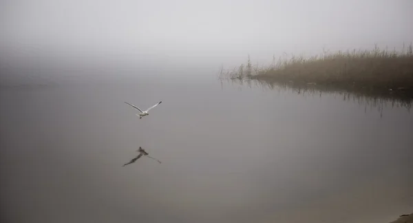 Una gaviota cazadora atrapa un cangrejo en la niebla . — Foto de Stock