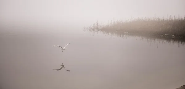Una gaviota cazadora atrapa un cangrejo en la niebla . —  Fotos de Stock