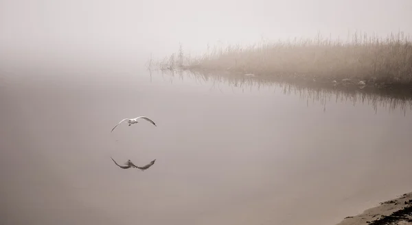 Eine Möwe fängt im Nebel einen Krebs. — Stockfoto