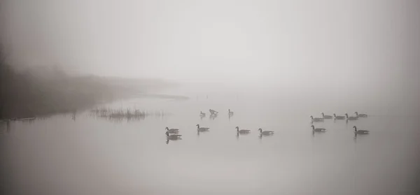 Канадський гусей в тумані. — стокове фото
