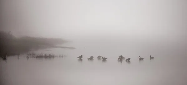 Gansos canadenses no nevoeiro . Imagem De Stock