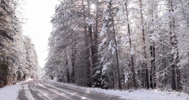 Çam - kırsal yollar boyunca güzel ormanları kar kaplı.