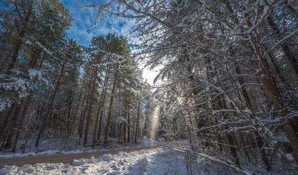 Sníh padá z kryté borovice - krásné lesy podél venkovské silnice. — Stock fotografie