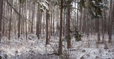 Bir çamları orman yoluyla bakan.
