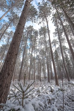 Çam - yalın uzun boylu ormanlar kar kaplı.