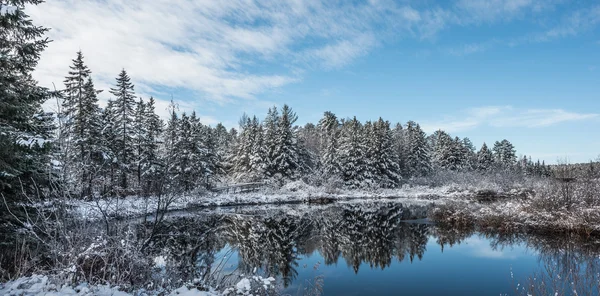 Zimní scény sněhu zahrnuty borovice - pěšina a most v lese u řeky. — Stock fotografie