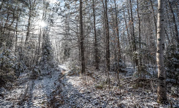 Mattina d'inverno lucente nel cespuglio . — Foto Stock